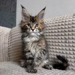Maine coon kitten's available for sale WhatsApp group