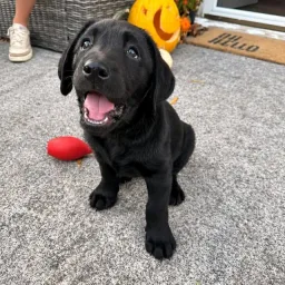 Labrador retriever puppies and golden retriever puppies for sale WhatsApp group